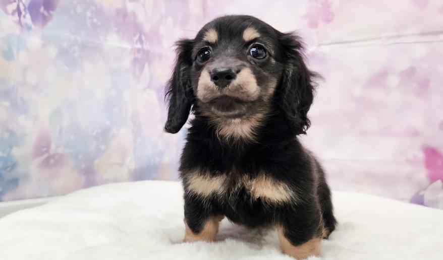 TSUBAKI　椿の子 ブラック＆イエロー女の子