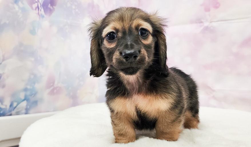 TSUBAKI 椿の子 シェーデッド・イエロー男の子