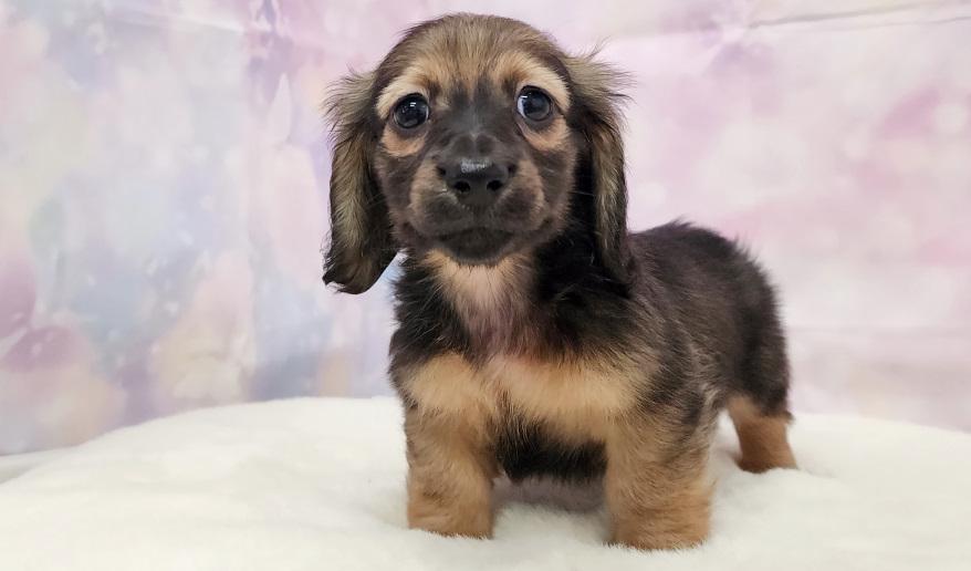 TSUBAKI 椿の子 シェーデッド・イエロー男の子