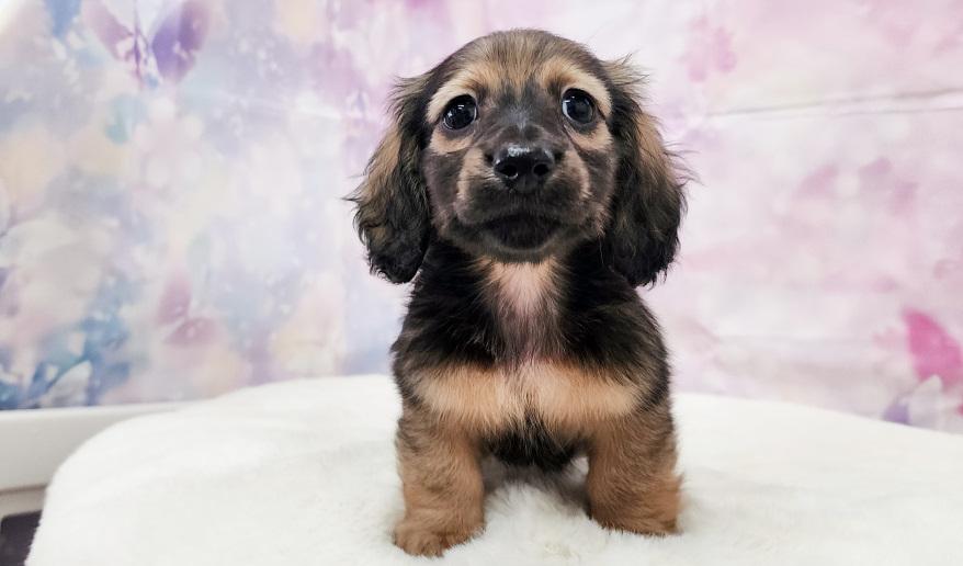 TSUBAKI 椿の子 シェーデッド・イエロー男の子