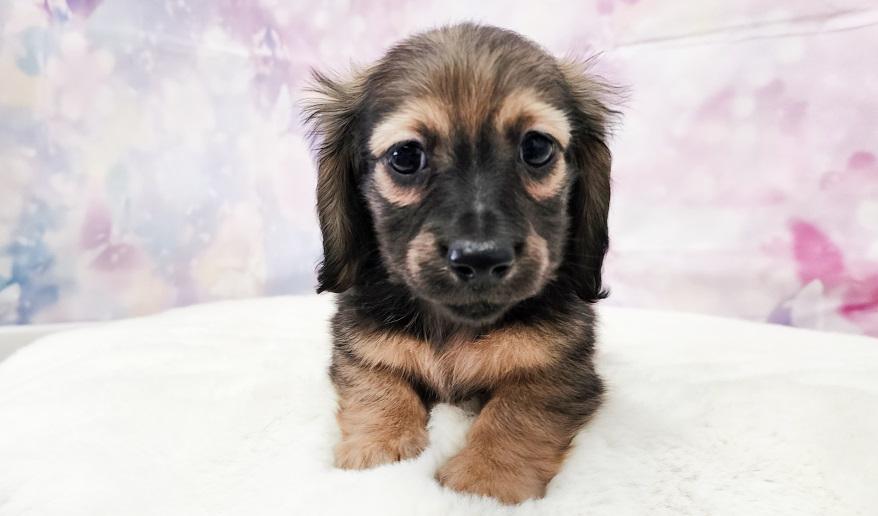 TSUBAKI 椿の子 シェーデッド・イエロー男の子