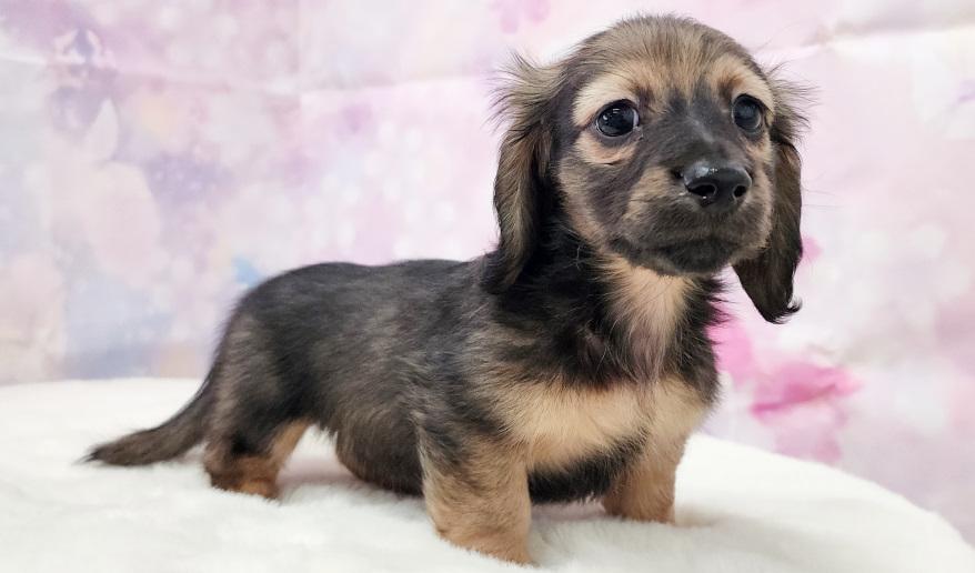 TSUBAKI 椿の子 シェーデッド・イエロー男の子