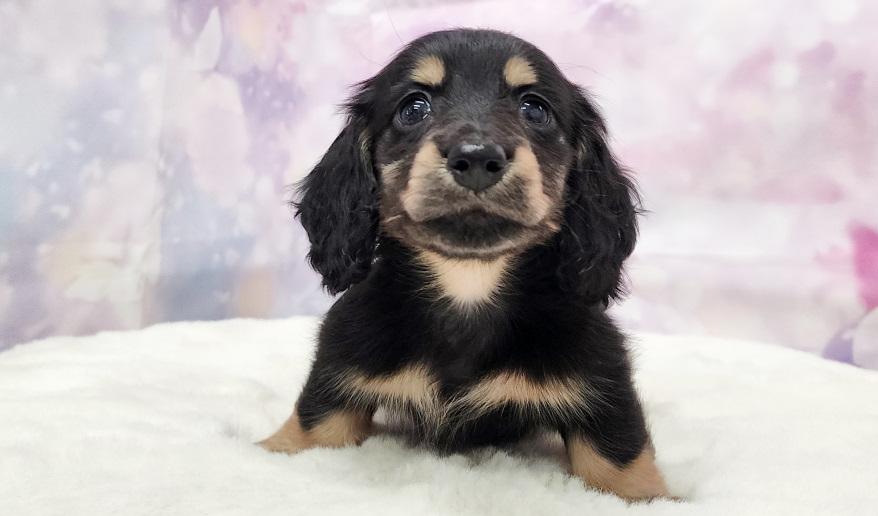 IROHA　イロハの子 ブラック＆イエロー男の子