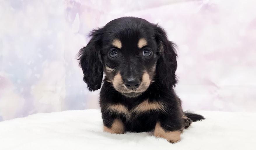 IROHA　イロハの子 ブラック＆イエロー男の子