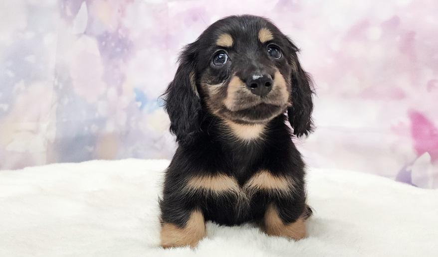 IROHA　イロハの子 ブラック＆イエロー男の子