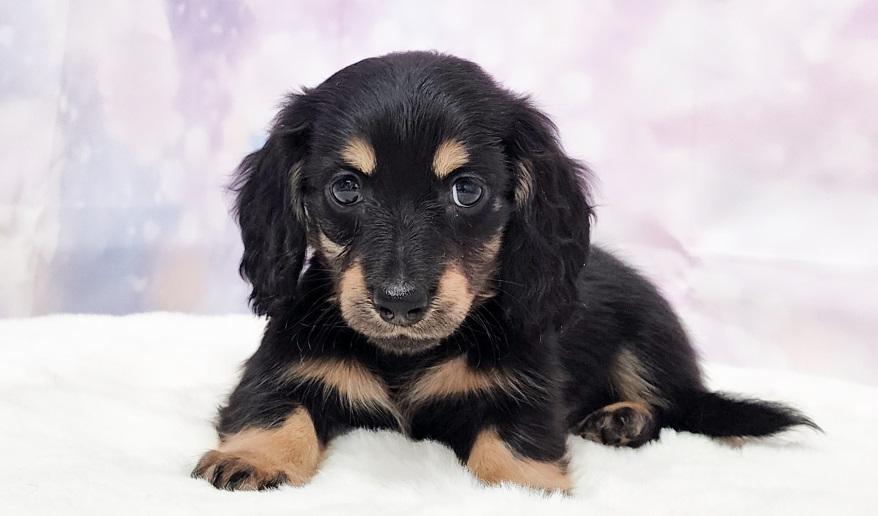 IROHA　イロハの子 ブラック＆イエロー男の子