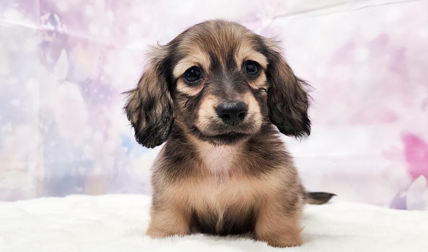 シェーデッド・イエロー 男の子