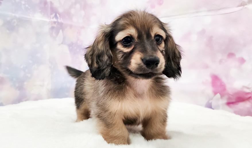 IROHA イロハの子 シェーデッド・イエロー男の子