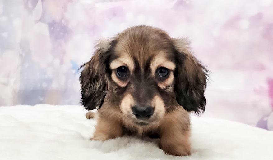 IROHA イロハの子 シェーデッド・イエロー男の子