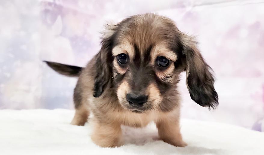 IROHA イロハの子 シェーデッド・イエロー男の子