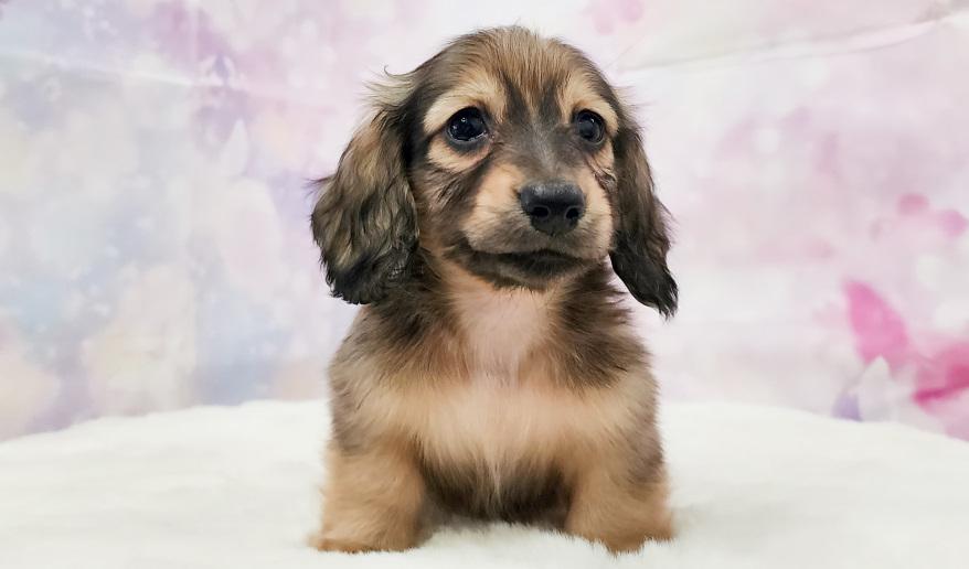 IROHA イロハの子 シェーデッド・イエロー男の子