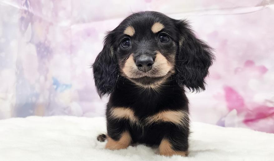 IROHA　イロハの子 ブラック＆イエロー女の子