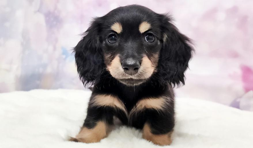 IROHA　イロハの子 ブラック＆イエロー女の子