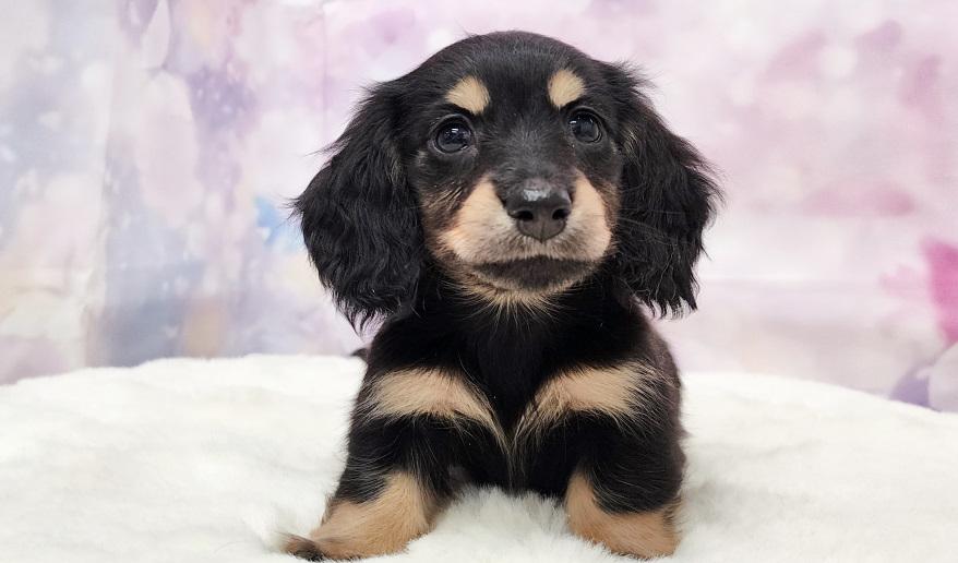 IROHA　イロハの子 ブラック＆イエロー女の子