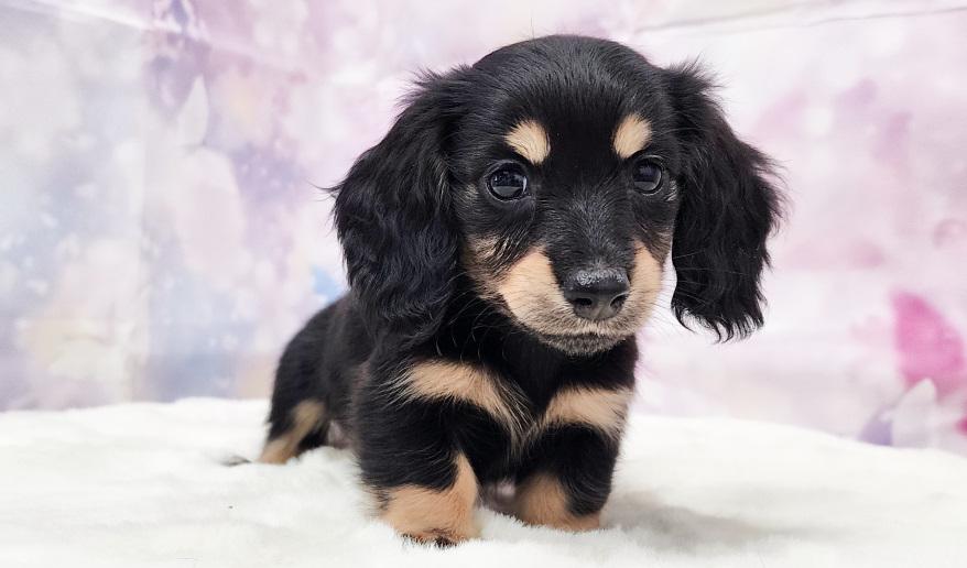 IROHA　イロハの子 ブラック＆イエロー女の子