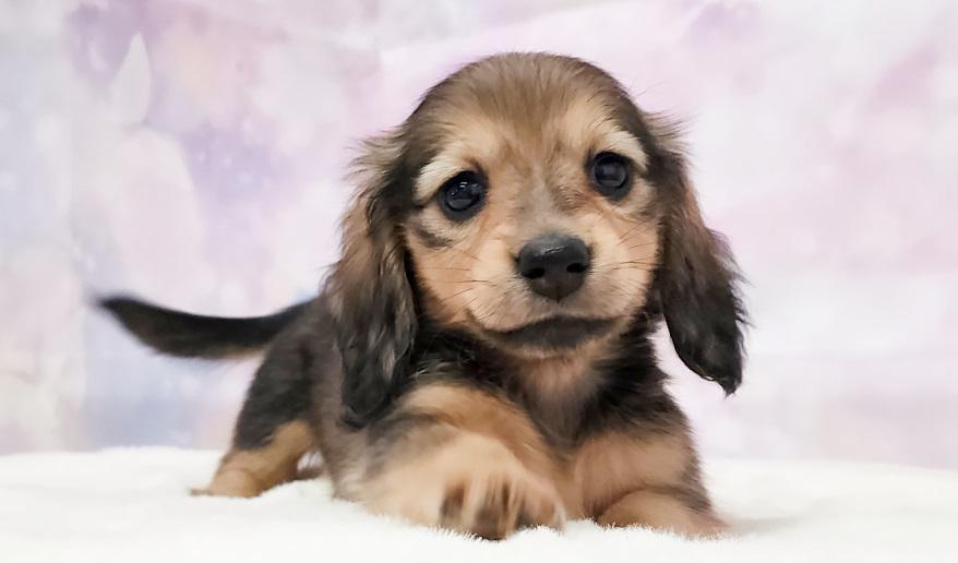 NEROLI　ネロリ シェーデッド・イエロー女の子