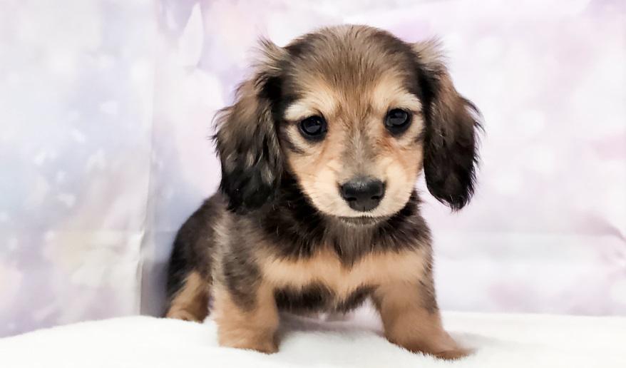 NEROLI　ネロリ シェーデッド・イエロー女の子