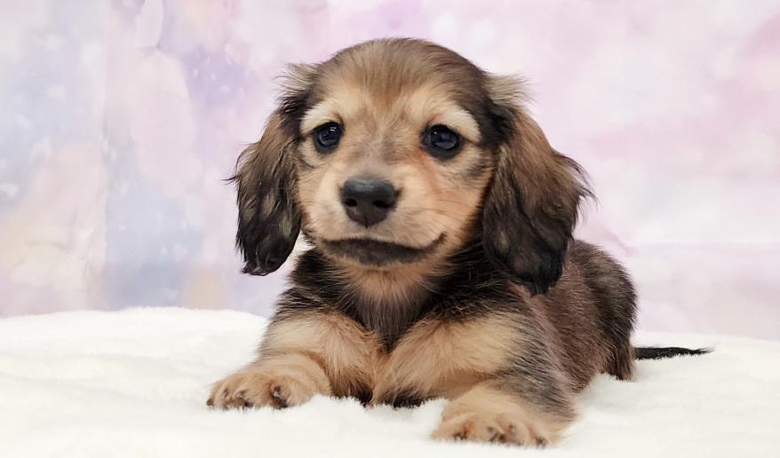 NEROLI　ネロリ シェーデッド・イエロー女の子