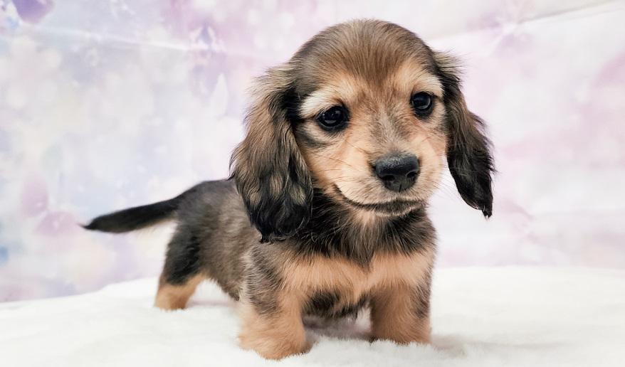 NEROLI　ネロリ シェーデッド・イエロー女の子