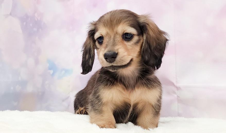 NEROLI　ネロリ シェーデッド・イエロー女の子