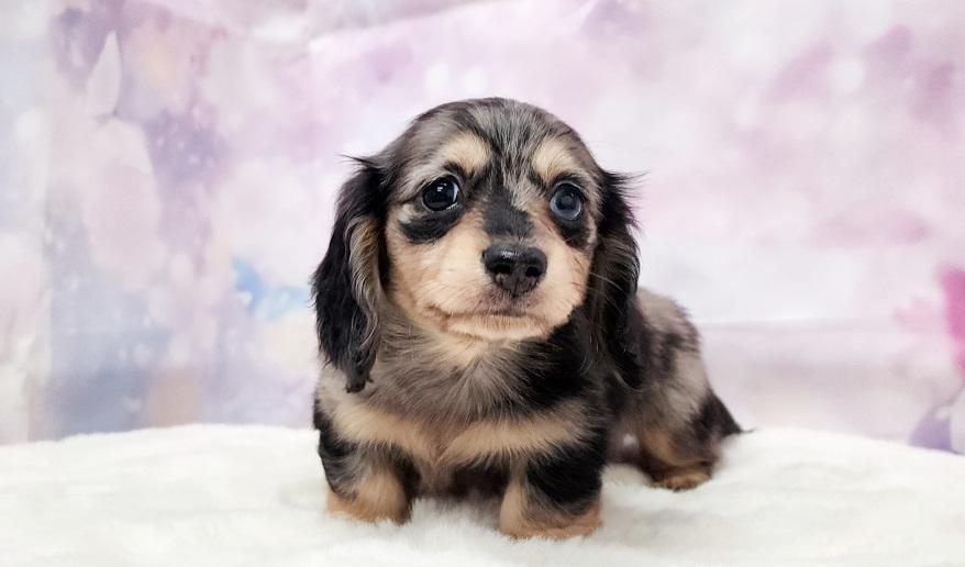 OHKA 桜花の子 シルバーダップル＆イエロー女の子