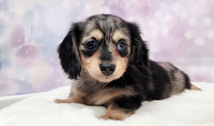 OHKA 桜花の子 シルバーダップル＆イエロー女の子