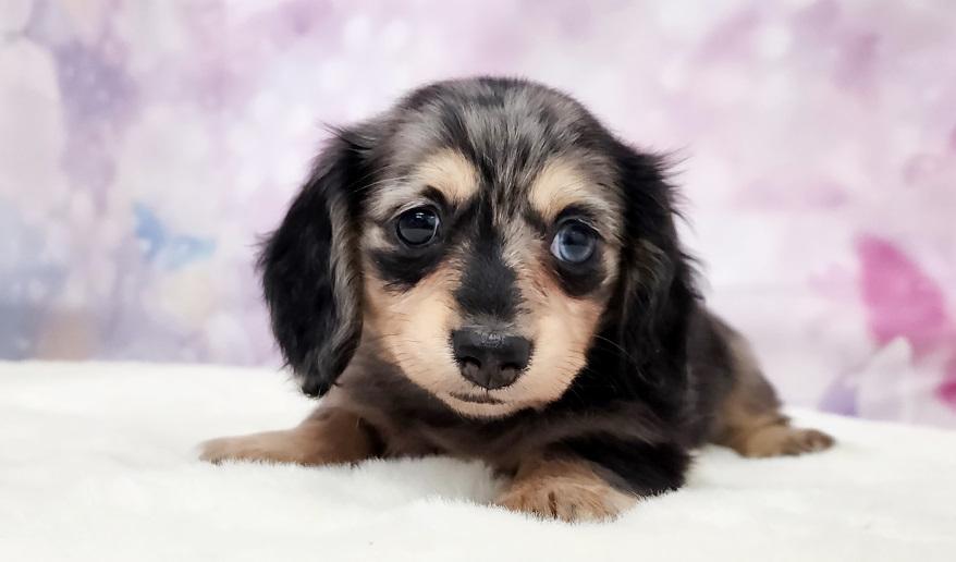 OHKA 桜花の子 シルバーダップル＆イエロー女の子