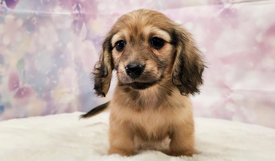 ナノハの子① シェーデッド・イエロー男の子