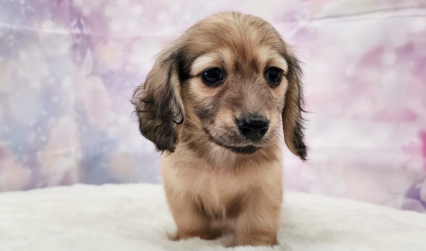 ナノハの子① シェーデッド・イエロー男の子