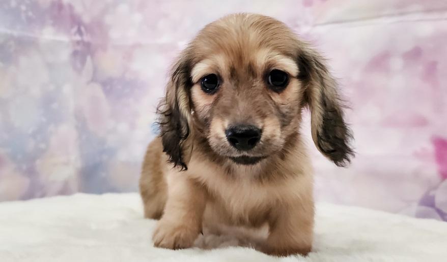 ナノハの子① シェーデッド・イエロー男の子