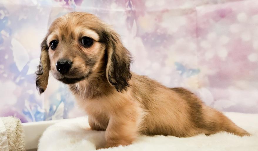 ナノハの子① シェーデッド・イエロー男の子