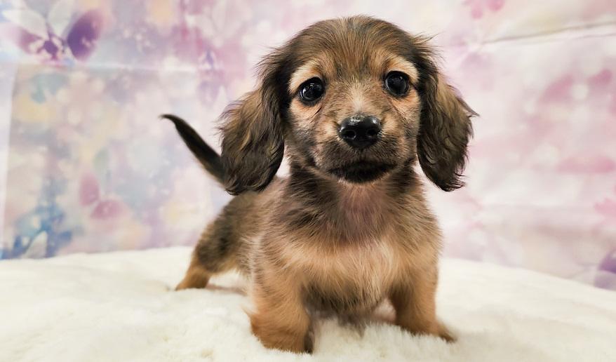 ナノハの子② シェーデッド・イエロー男の子