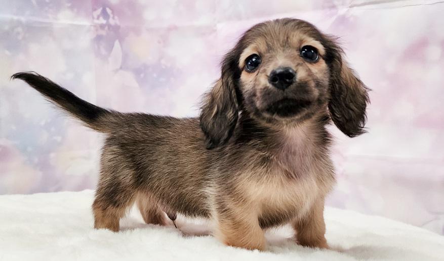 ナノハの子② シェーデッド・イエロー男の子