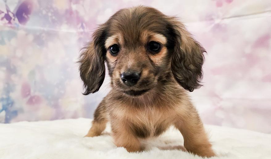 ナノハの子② シェーデッド・イエロー男の子