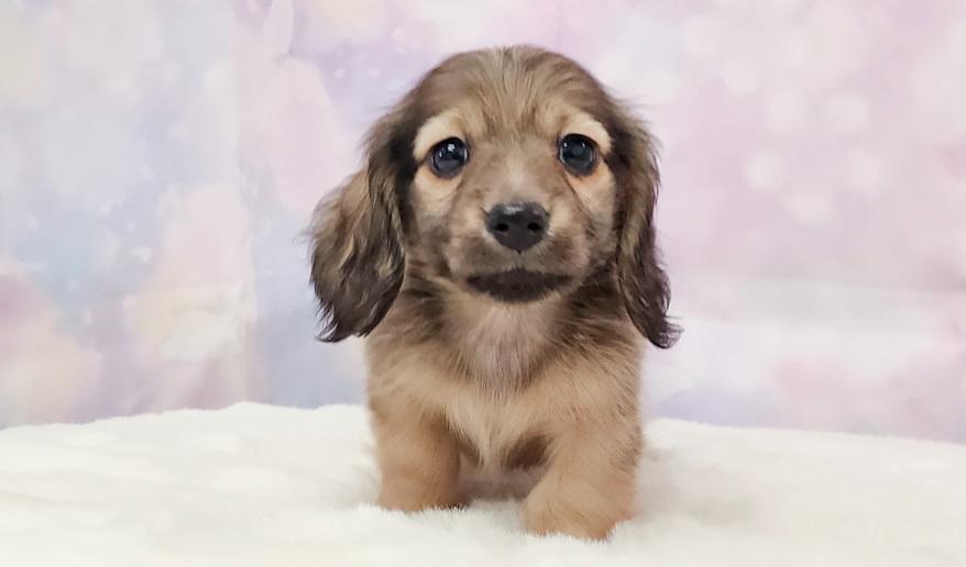 ナノハの子② シェーデッド・イエロー男の子