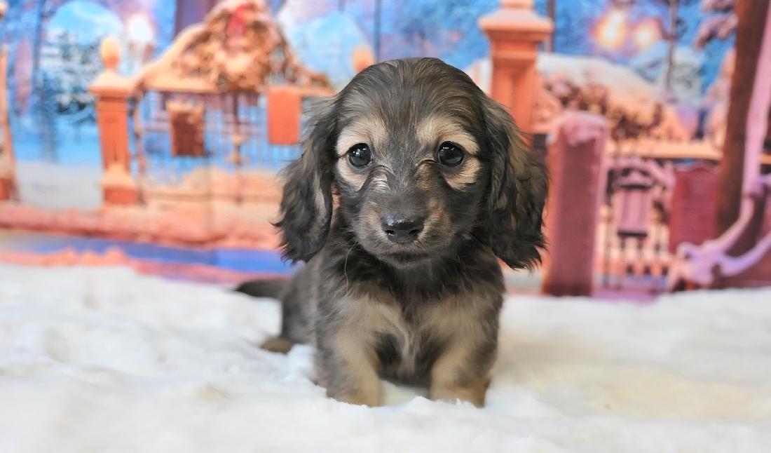 KOHARU コハル シェーデッド・イエロー女の子