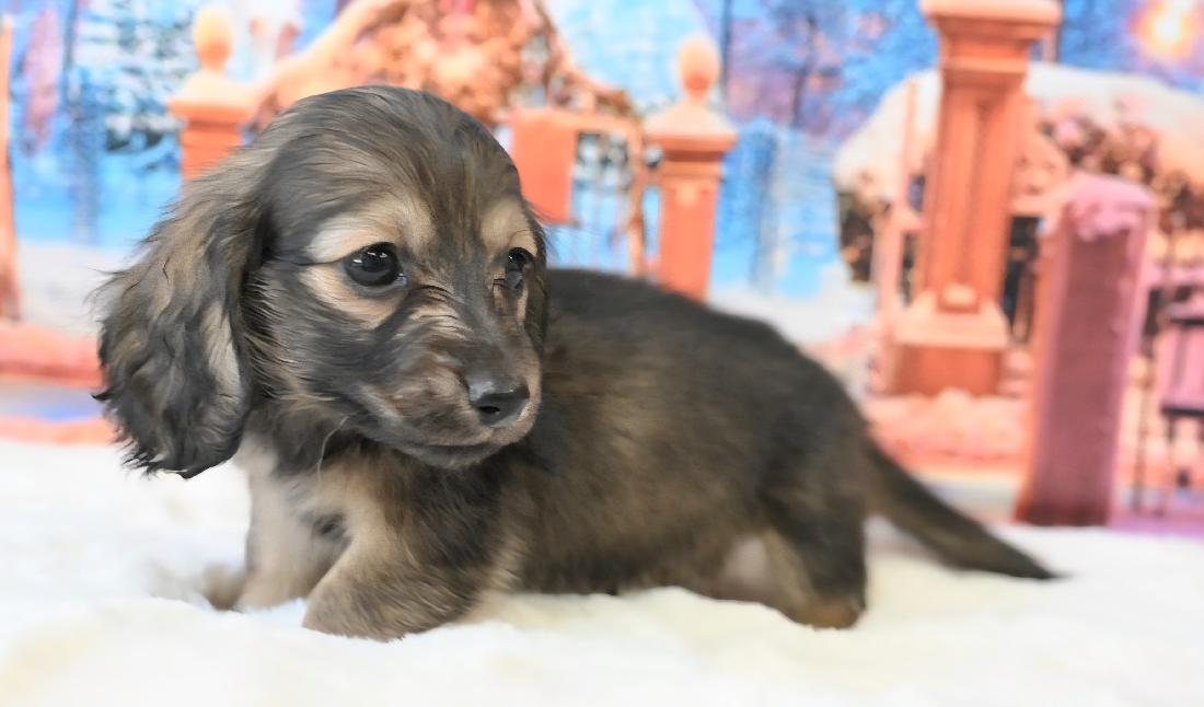 KOHARU コハル シェーデッド・イエロー女の子