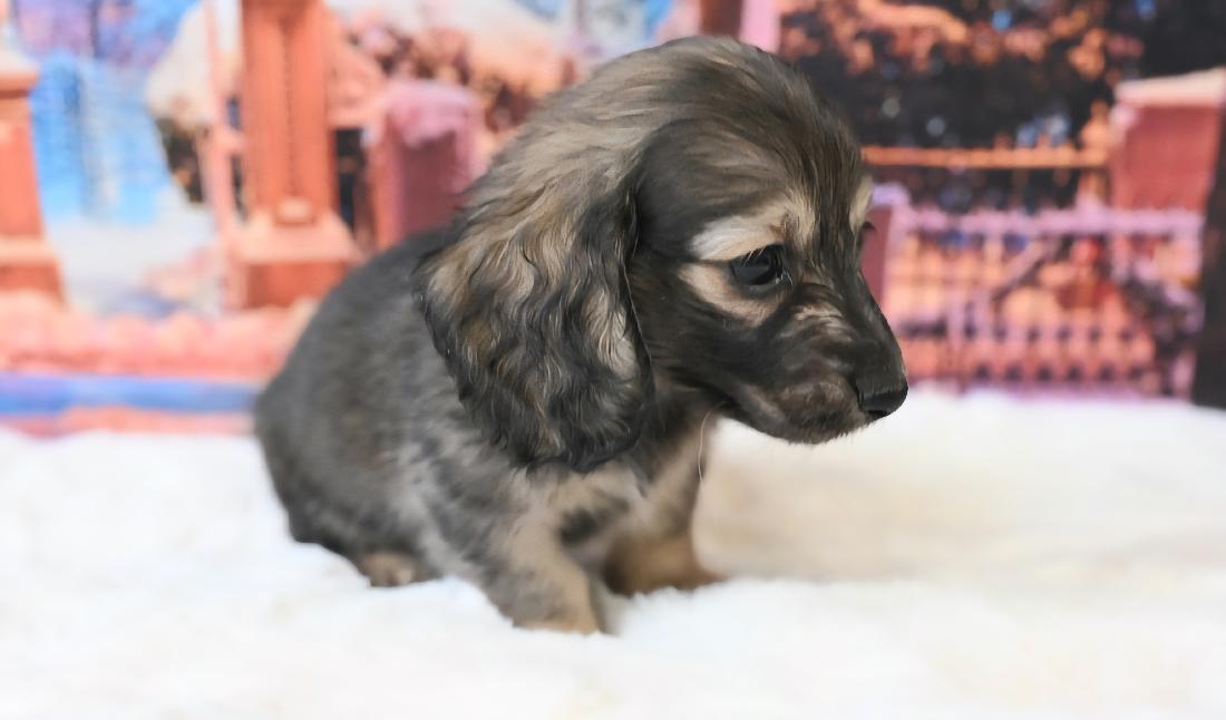 KOHARU コハル シェーデッド・イエロー女の子