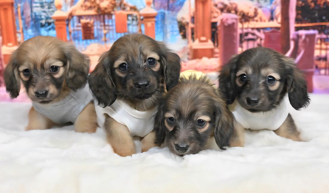 KOHARU コハル シェーデッド・イエロー女の子