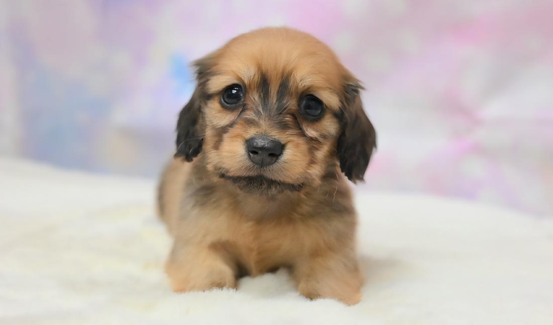 RAMA ラマの女の子 レッド女の子