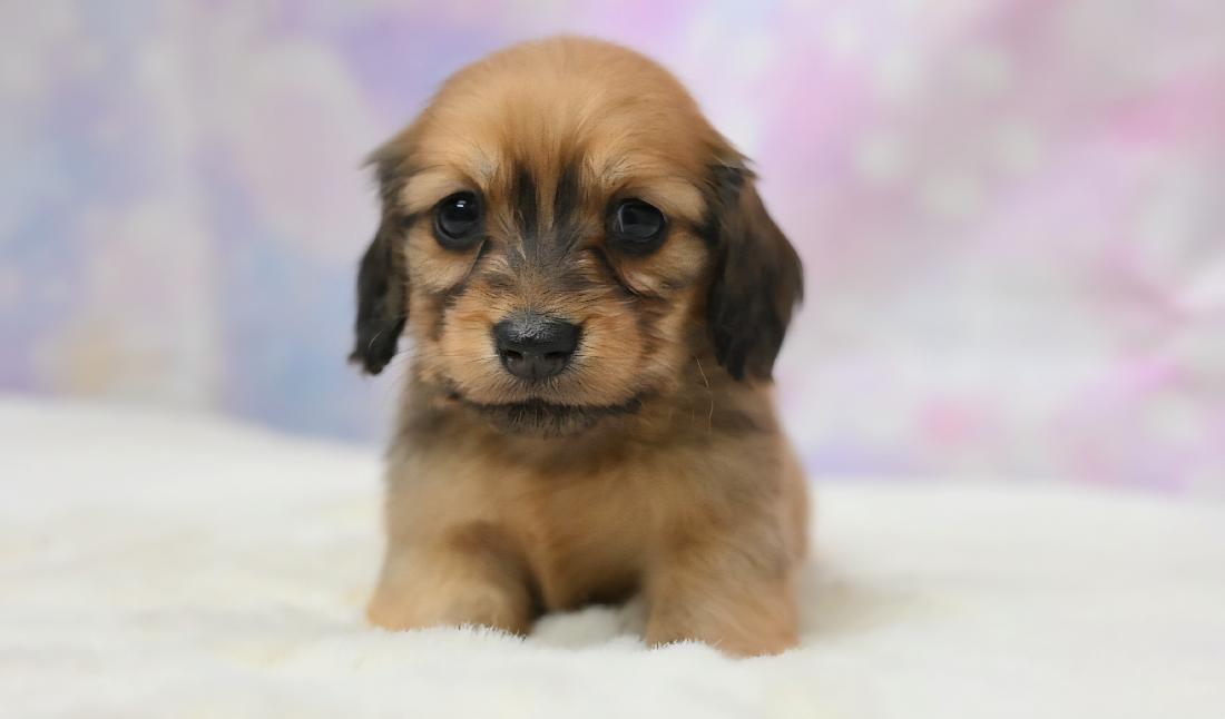 RAMA ラマの女の子 レッド女の子