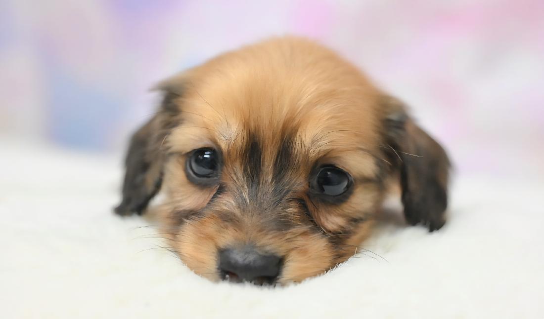 RAMA ラマの女の子 レッド女の子