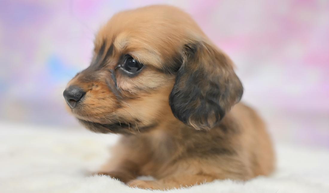 RAMA ラマの女の子 レッド女の子