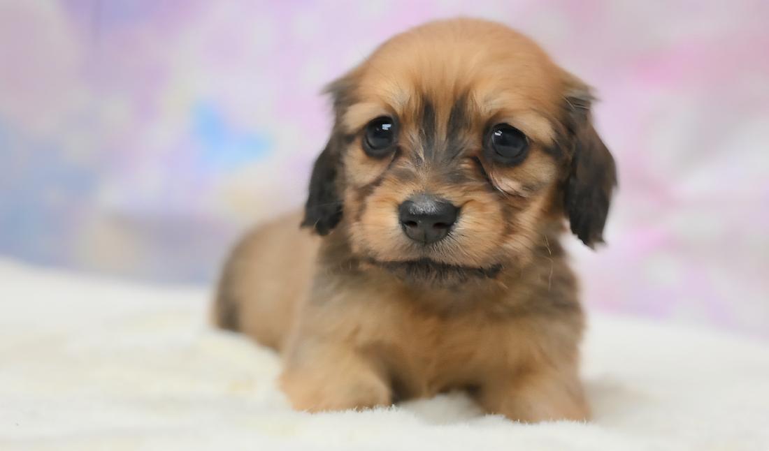 RAMA ラマの女の子 レッド女の子