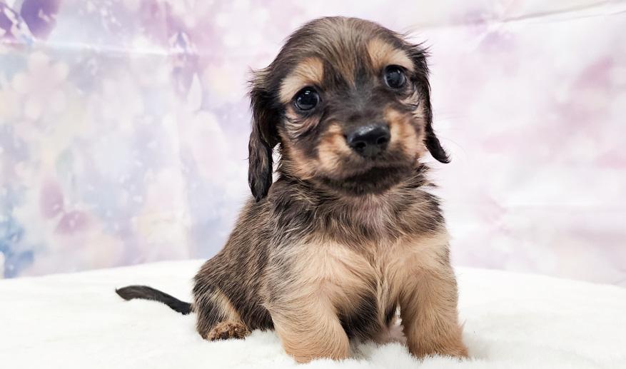 RAMA ラマの子Ｓレッド男の子② シェーデッドレッド男の子