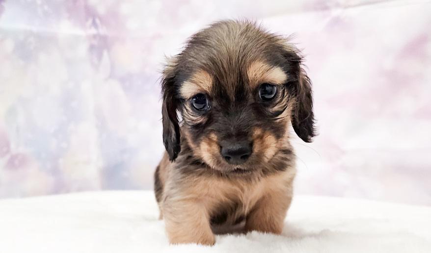 RAMA ラマの子Ｓレッド男の子② シェーデッドレッド男の子