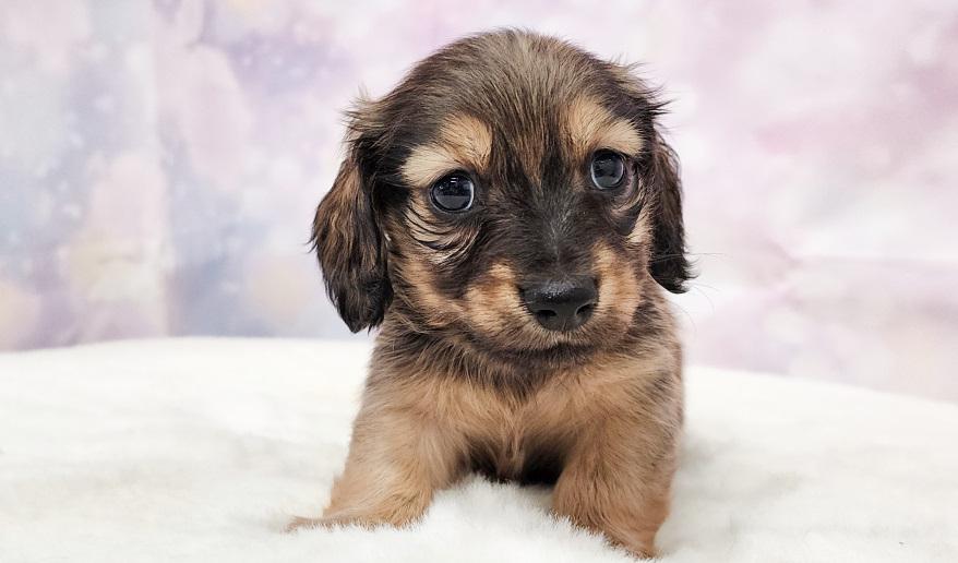 RAMA ラマの子Ｓレッド男の子② シェーデッドレッド男の子