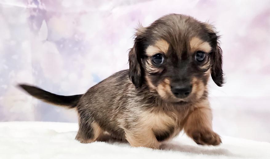 RAMA ラマの子Ｓレッド男の子② シェーデッドレッド男の子