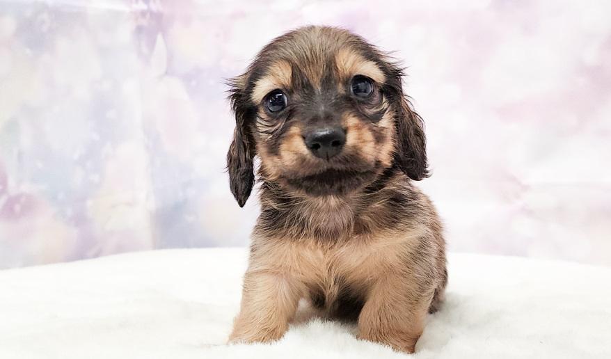 RAMA ラマの子Ｓレッド男の子② シェーデッドレッド男の子