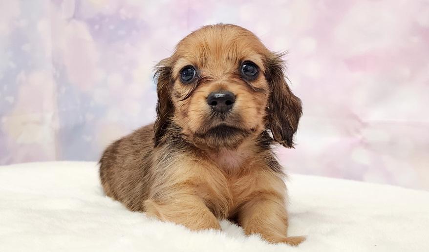 RAMA ラマの子Ｓレッド男の子③ シェーデッドレッド男の子